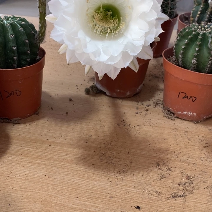 石**芽彩草仙人球系列