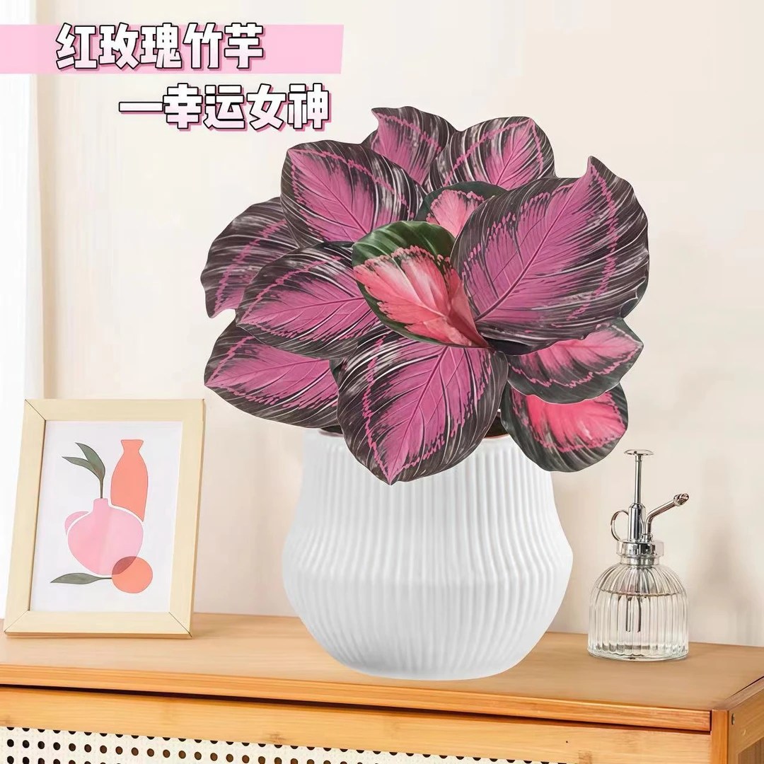 年宵花红玫瑰竹芋绿植基地室内植物盆栽观叶花卉北欧鲜花桌面盆景