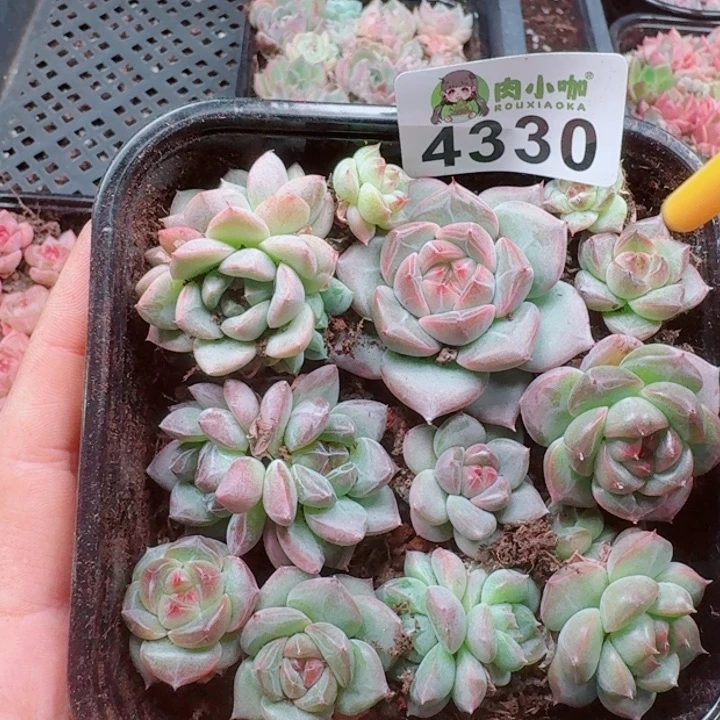 多肉植物多肉植物