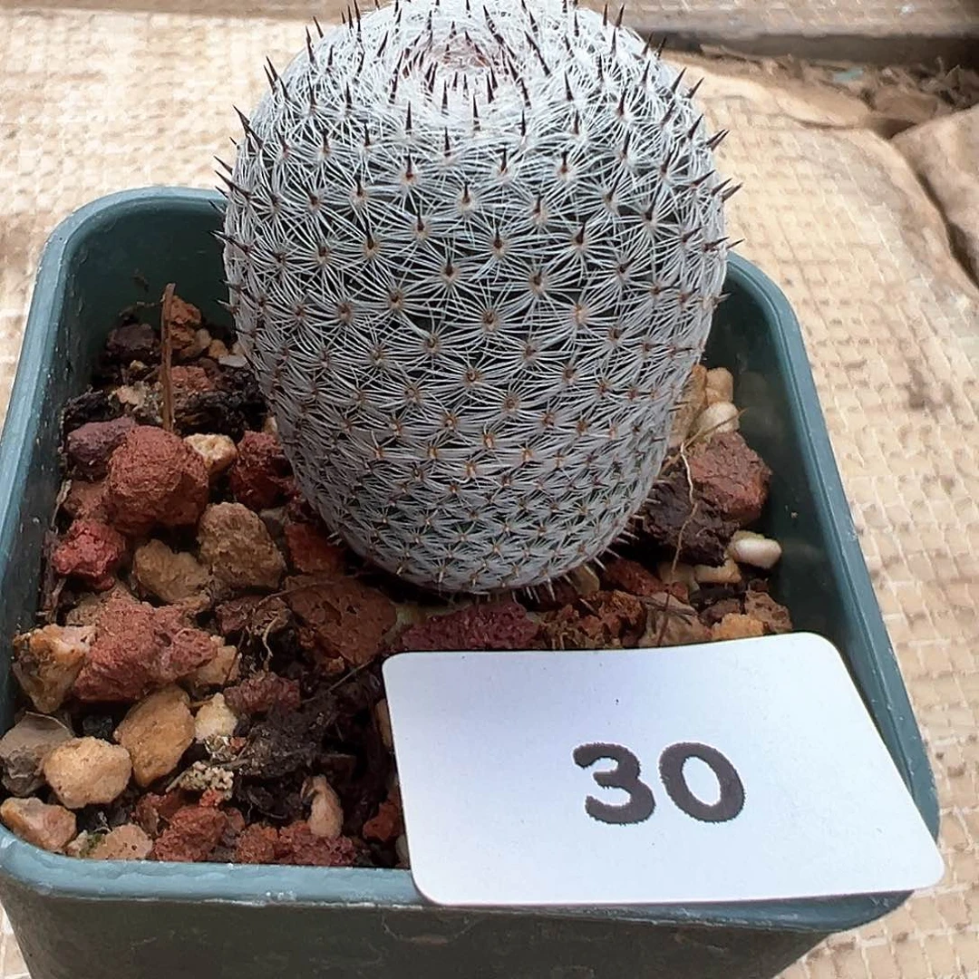 恋山彦，仙人球，实生，