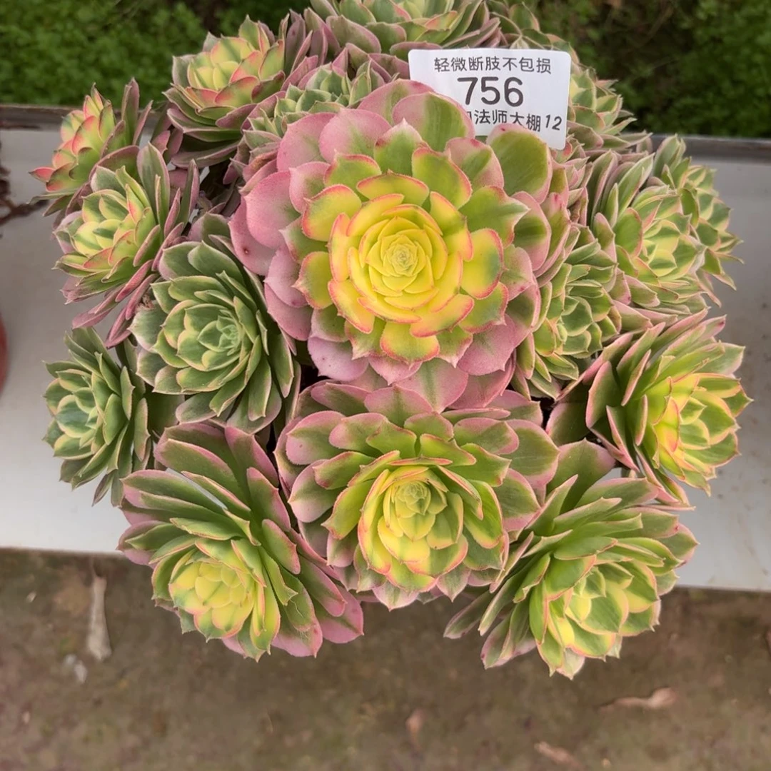 756海王多肉植物法师多肉