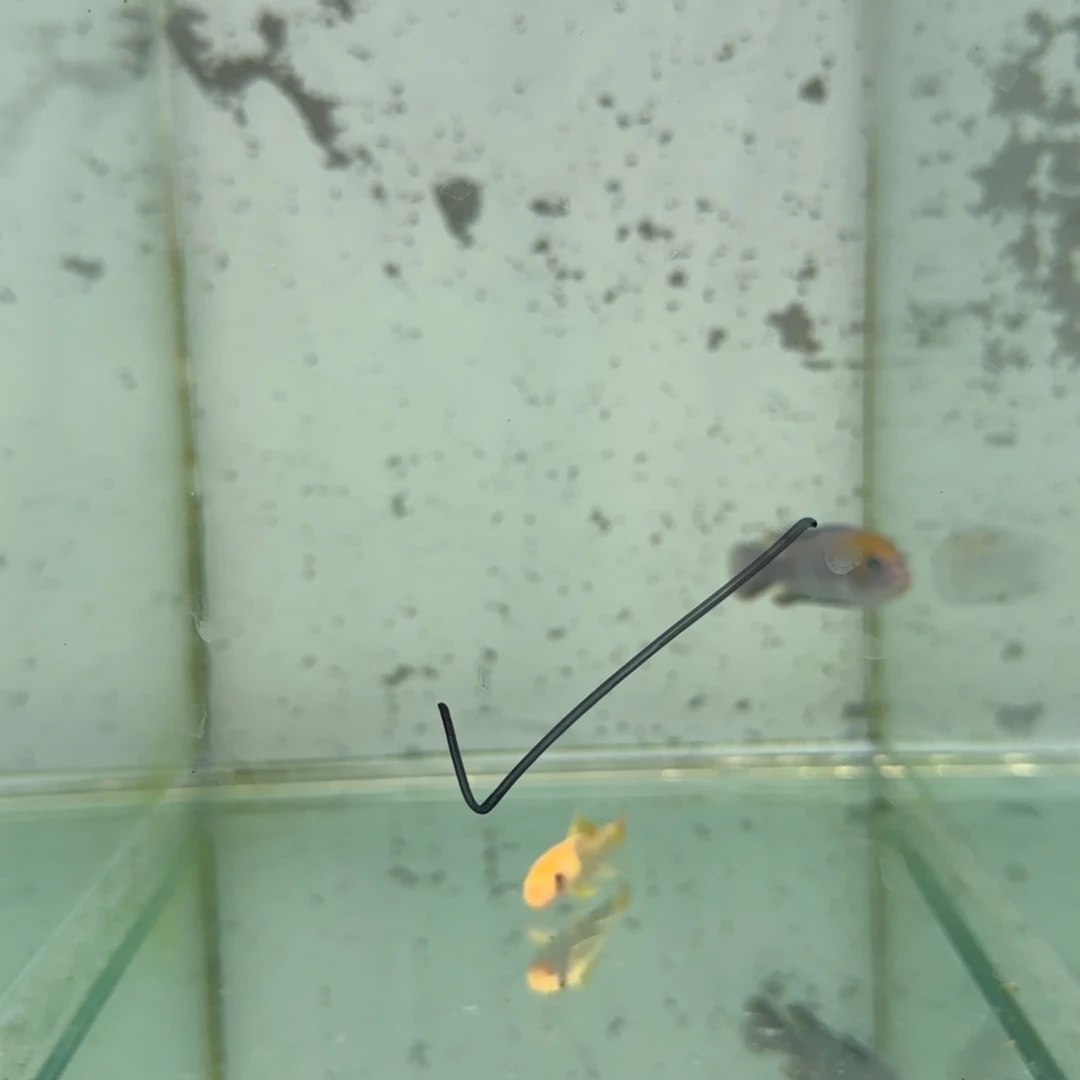 :***慈鲷金背阿夫拉2303