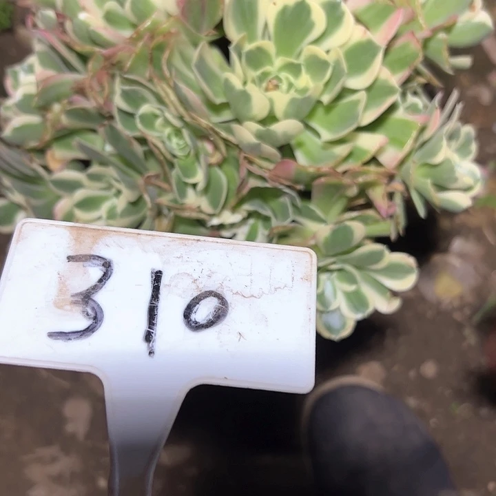 多肉植物雨花石法师