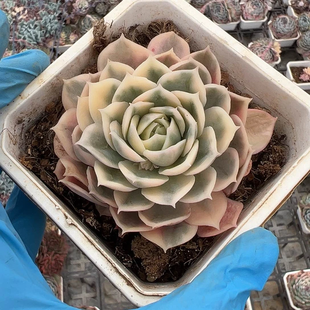 昂斯诺锦，覆轮锦