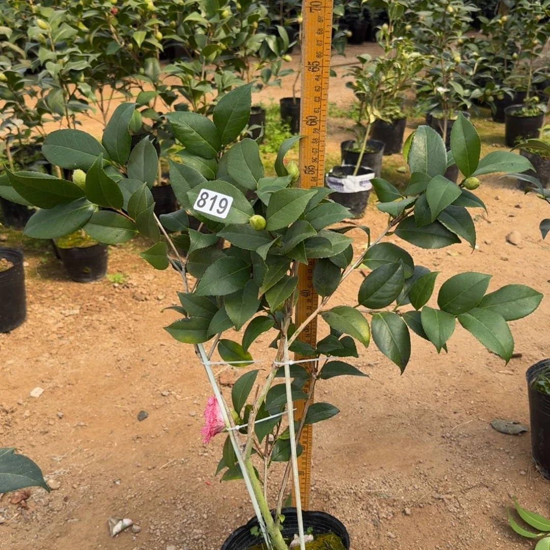 少量花朵（建议范围：2朵-5朵 或40%以下）819干贝利