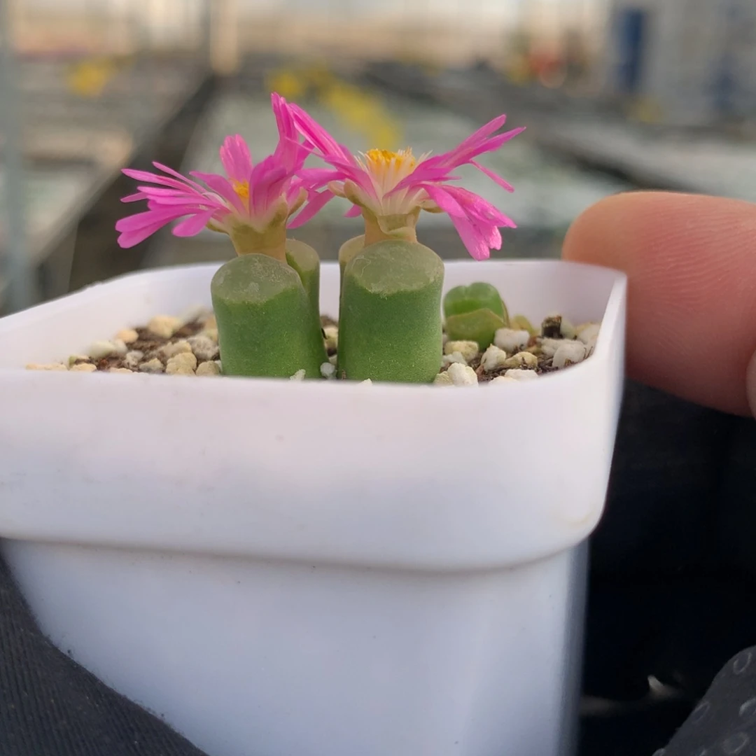 一**妈a834风铃母本2151