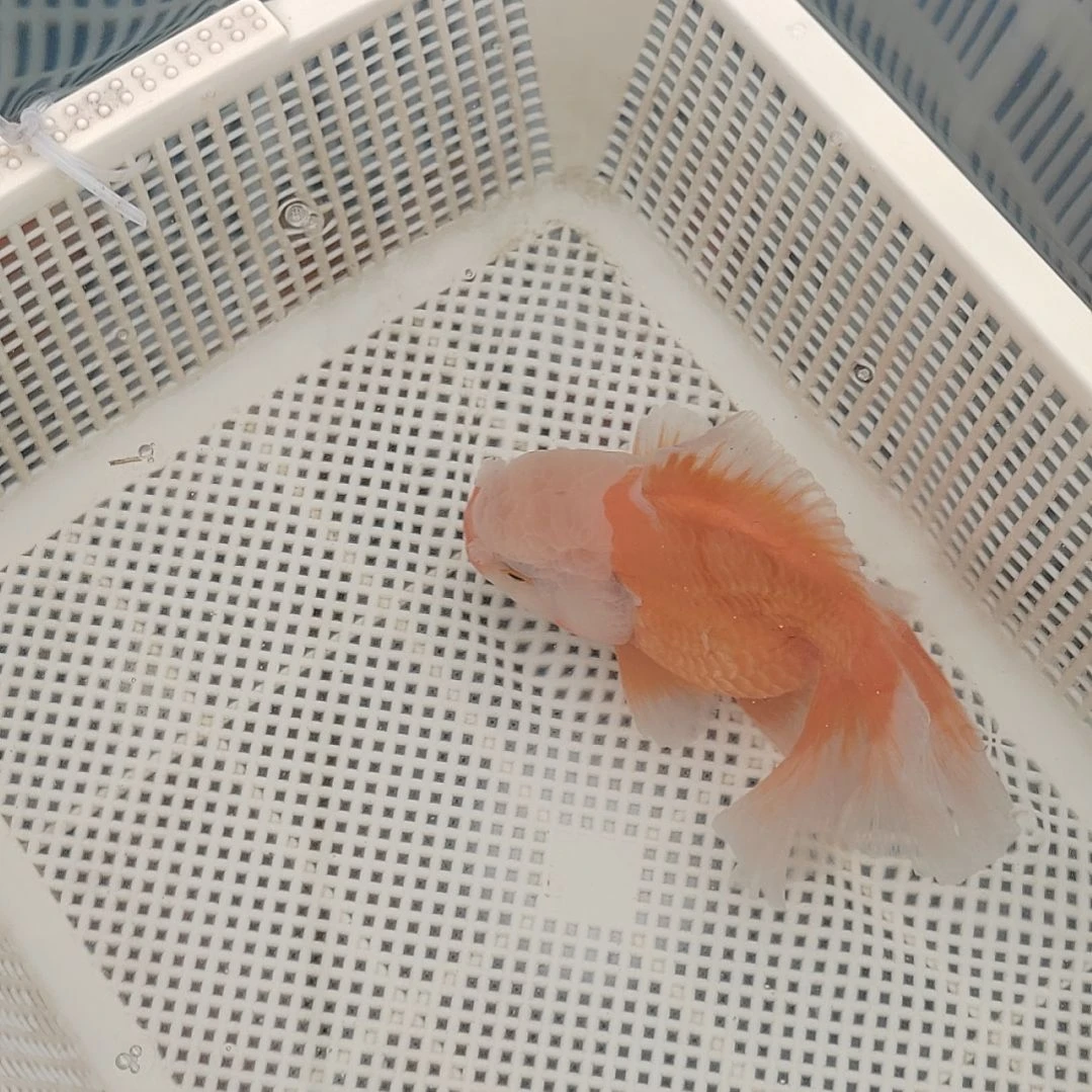 金鱼精选千褶泰狮