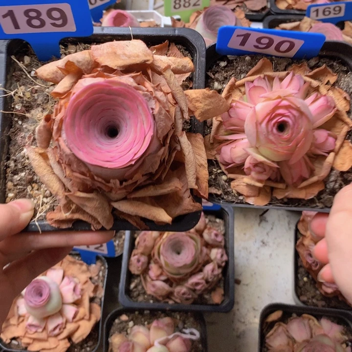 刚****一物一拍组合福利189