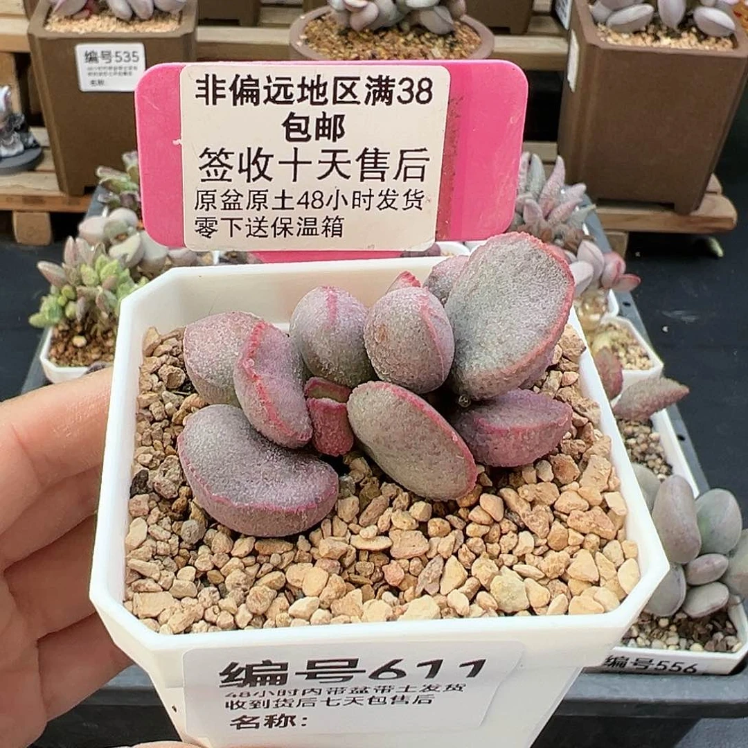 611暖阳多肉植物