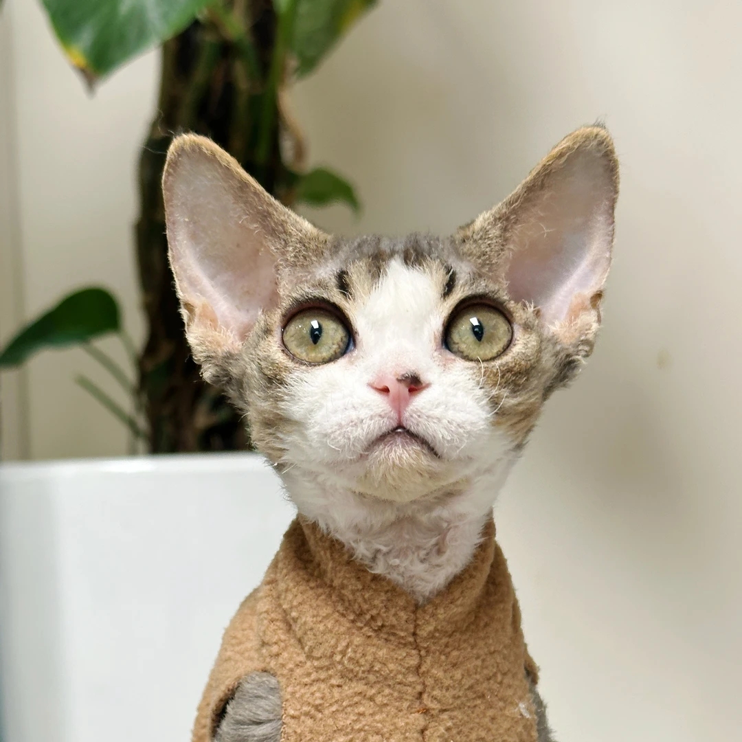 来了姊妹-棕虎加白德文猫-妹妹-1906