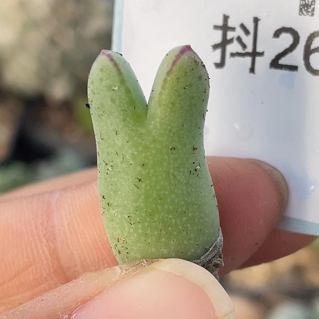 26-1猪蹄多肉植物