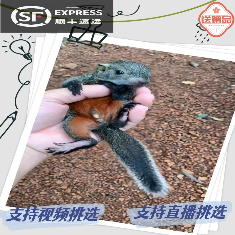 【顺丰发货】瑕疵包路上风险安全到家