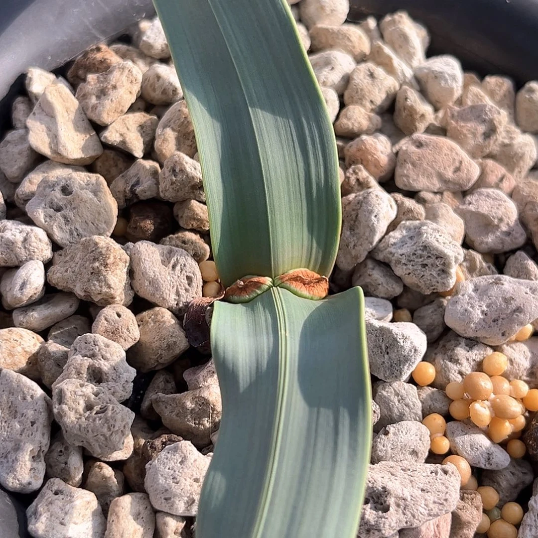 潮流植物百岁兰，多金线，58