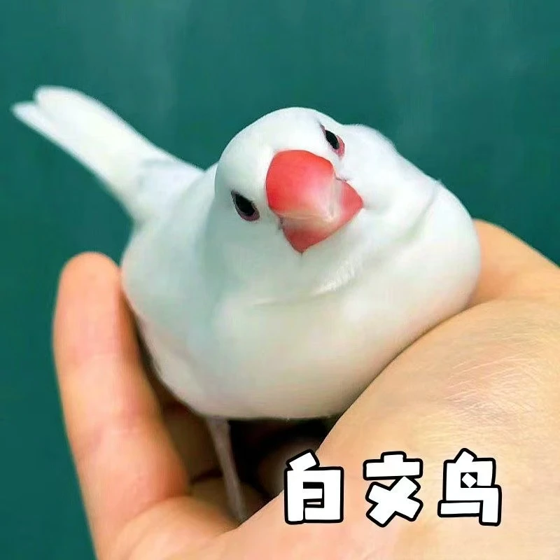 【微瑕】少毛文鸟特价宠物鸟