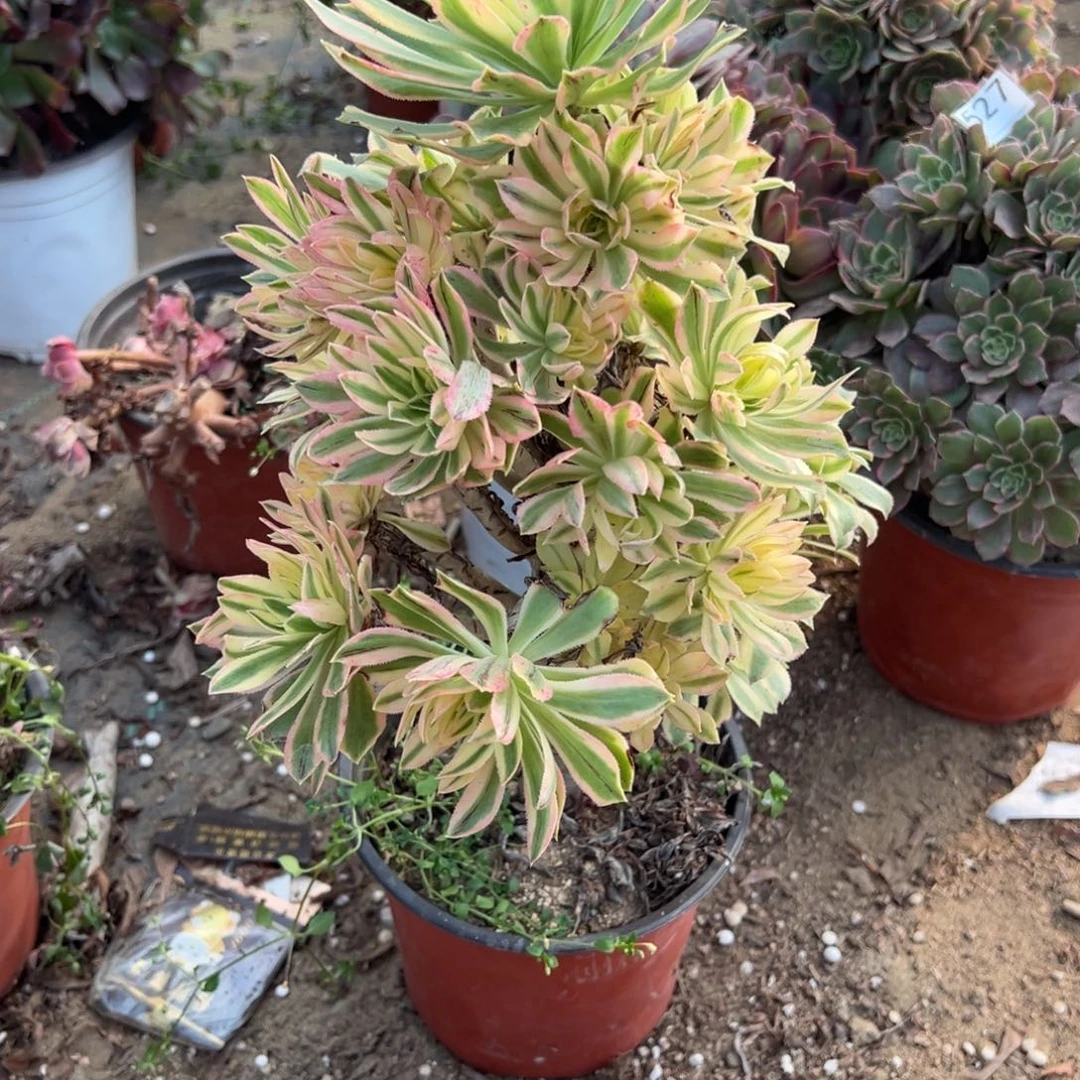 769夕颜多肉植物法师