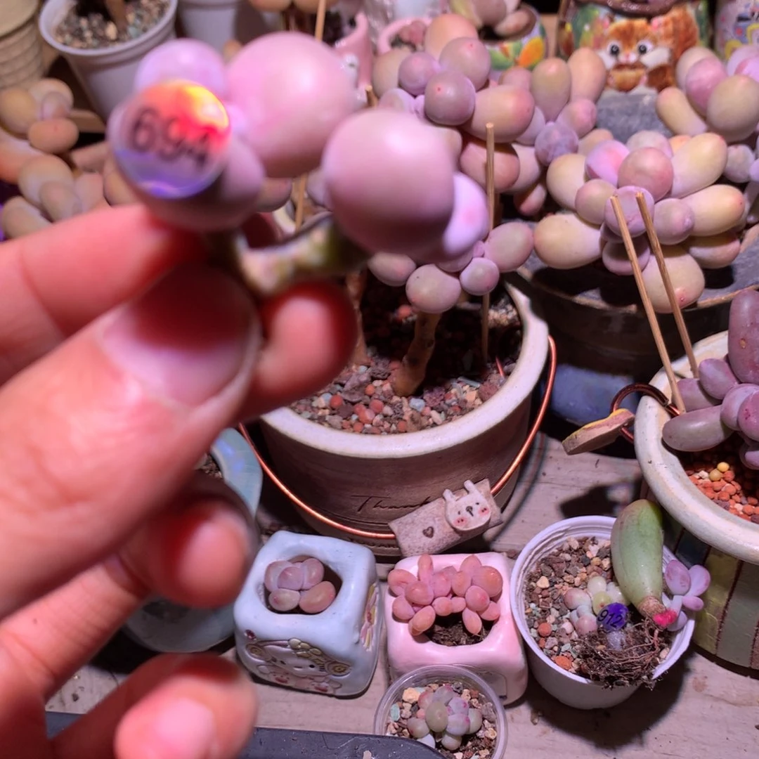 水光针10元 694。