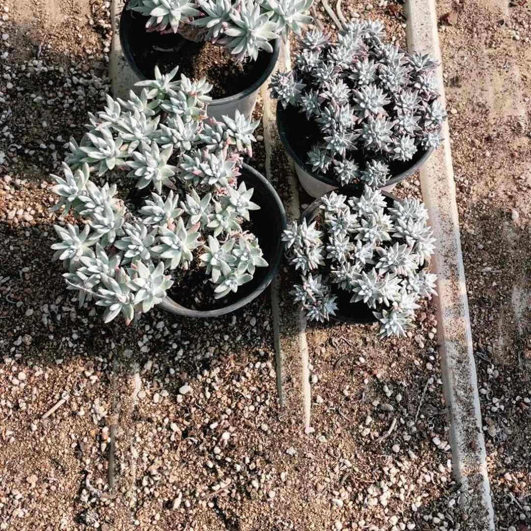 熏*白菊瑕疵一物一拍