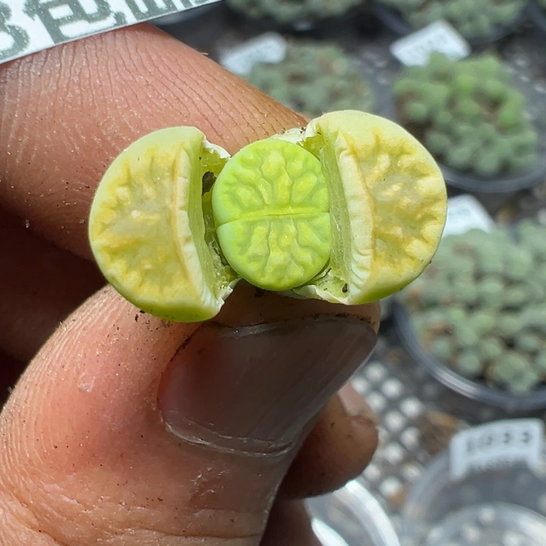 【闪购商品】 1034。