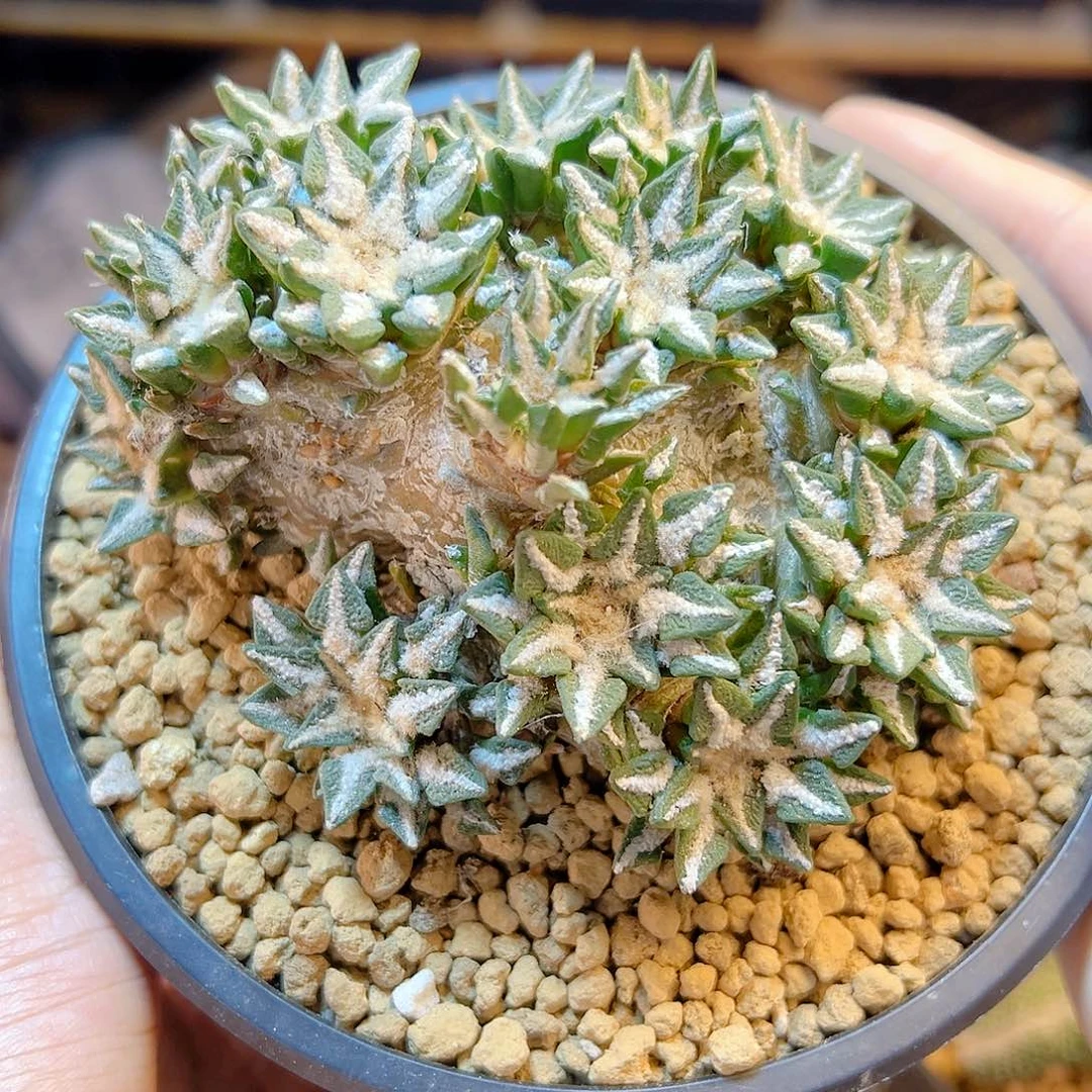 晚25号自根黑牡丹群10.8公分