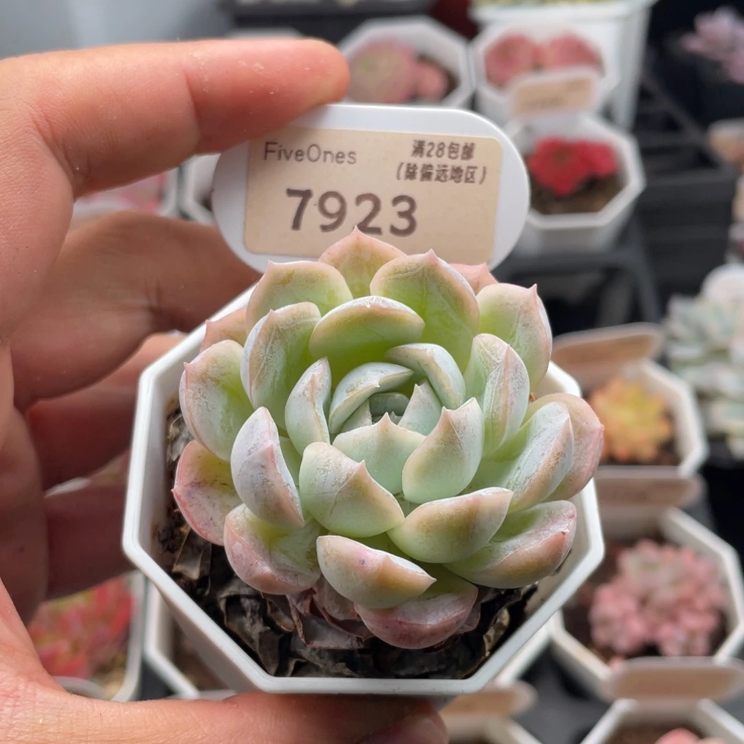 雪球7923-5.5厘米