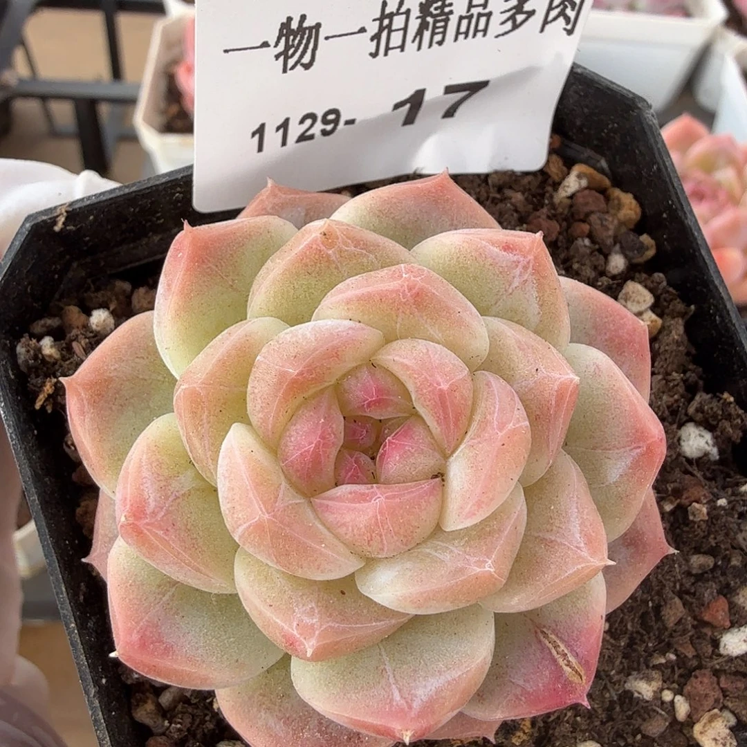 1129-17单颗多肉，
