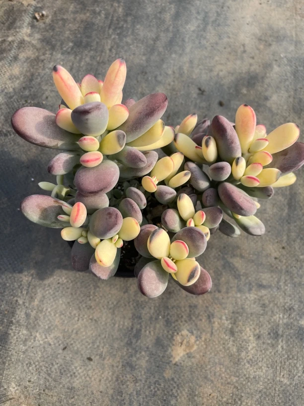 乒乓福娘多肉植物