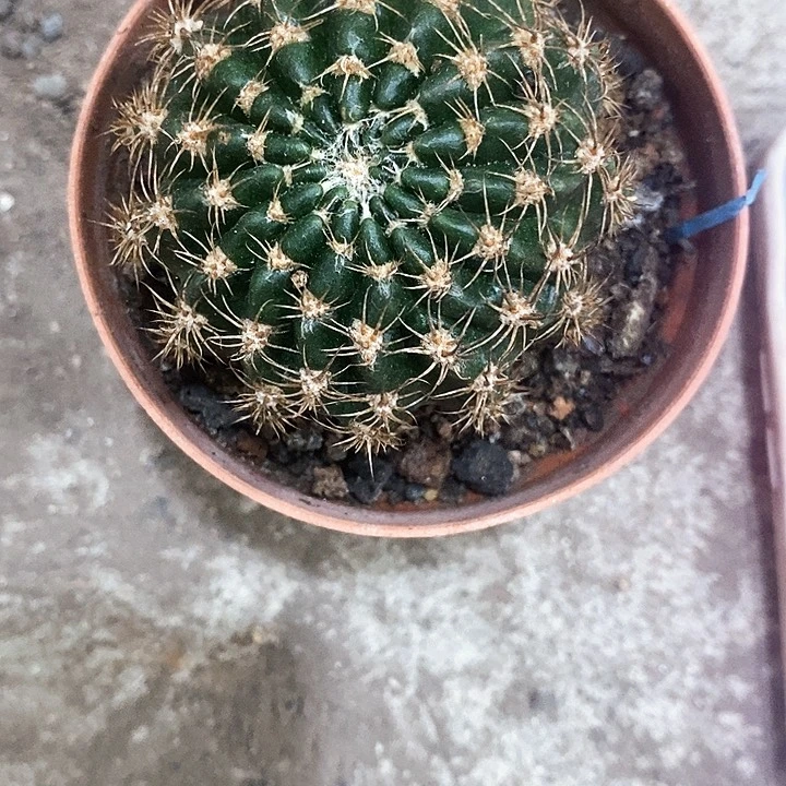 33牡丹仙人球，4公分左右