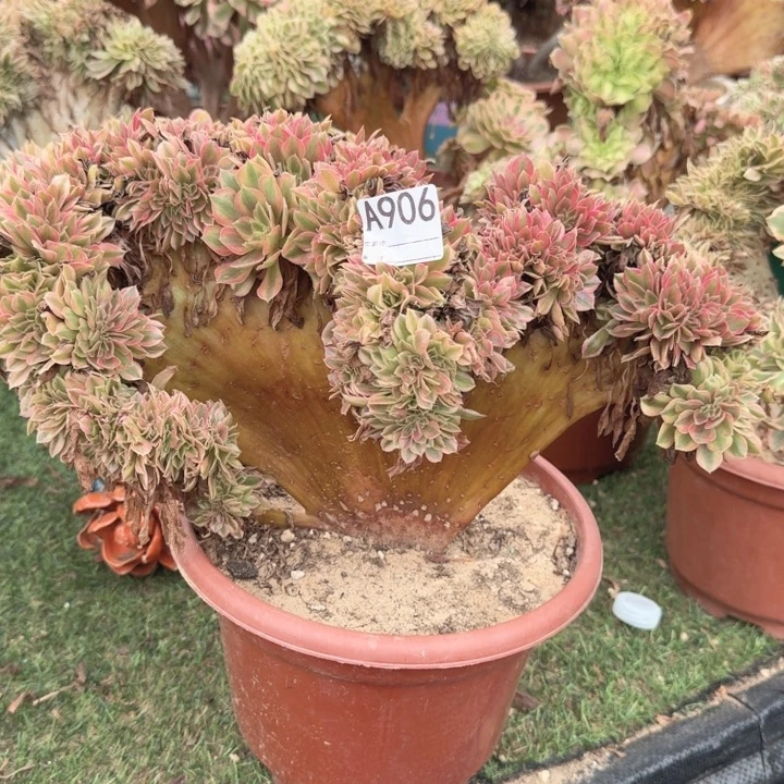 梦幻七彩法师锦缀化不包损906