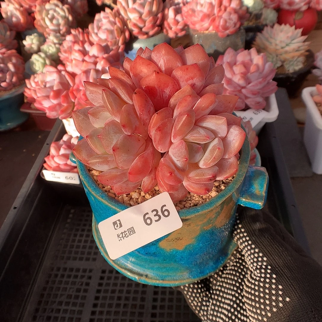 636果冻橙多肉植物66666