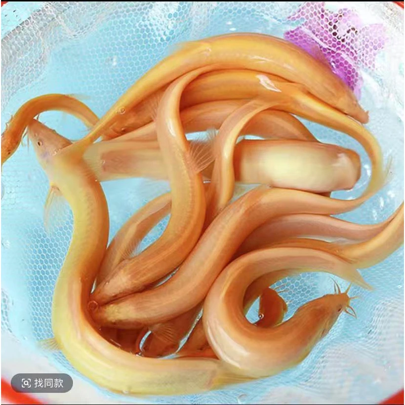 黄金泥鳅 清道夫清洁鱼缸好养耐活 鱼苗活体发货包邮