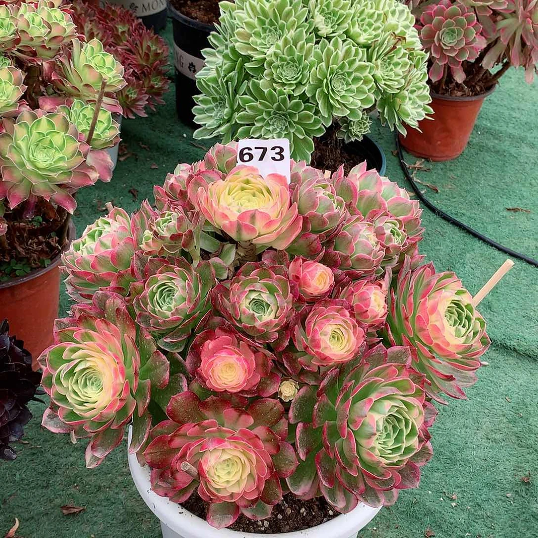 呢*673.海仙多肉植物
