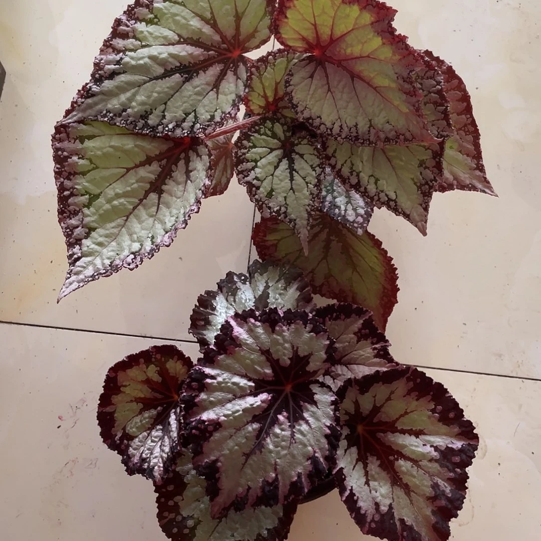 无花朵杂菜秋海棠两颗