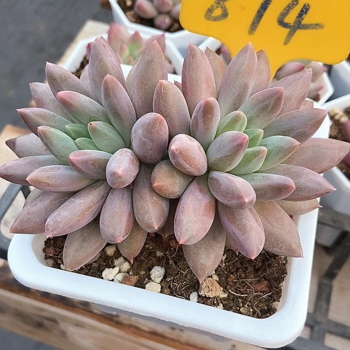 多肉植物车厘子874