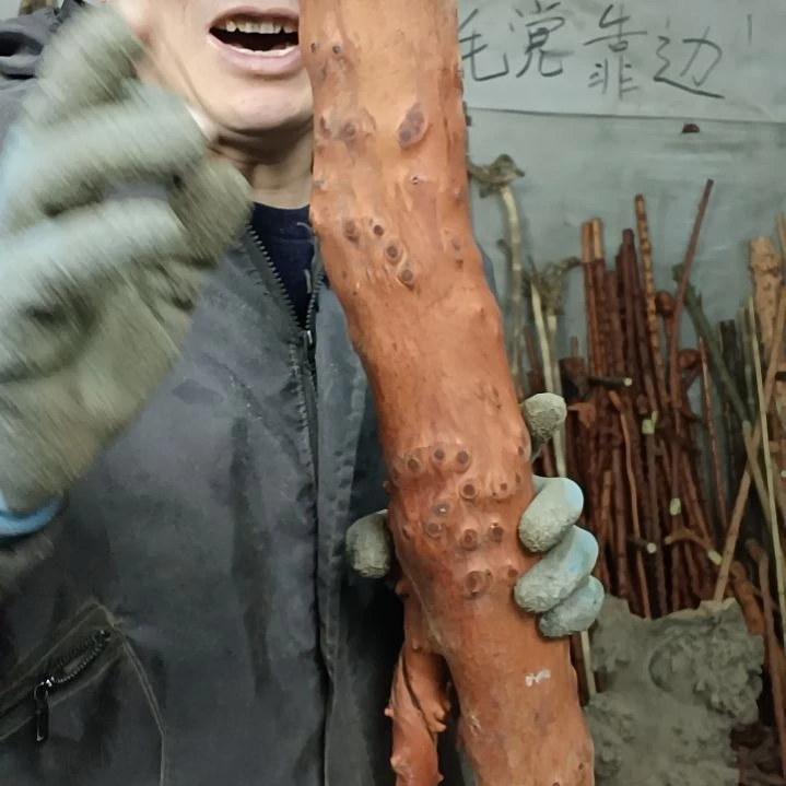 稳定木莲****心贵州檬子木   铁马鞭   根艺  半成品