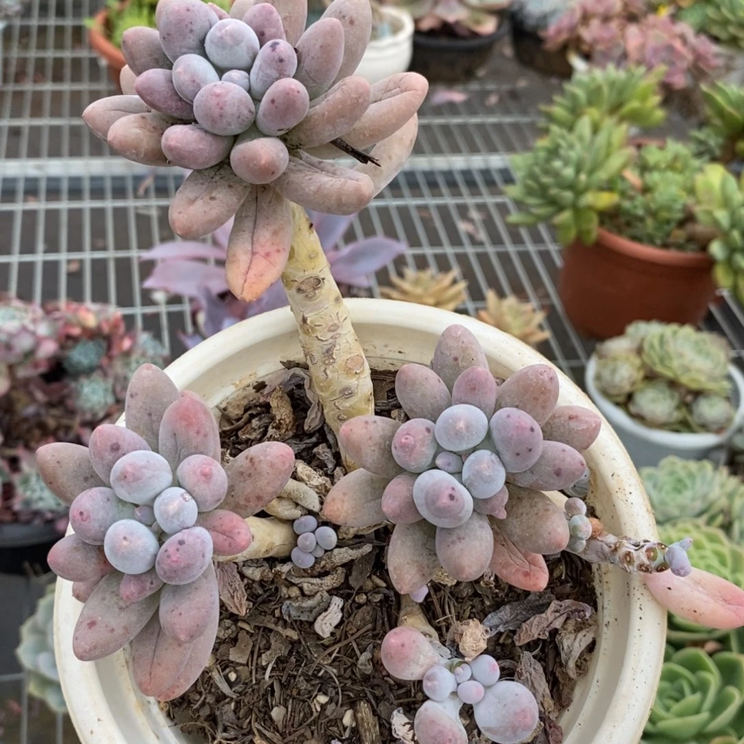 2244汤圆一物一拍
