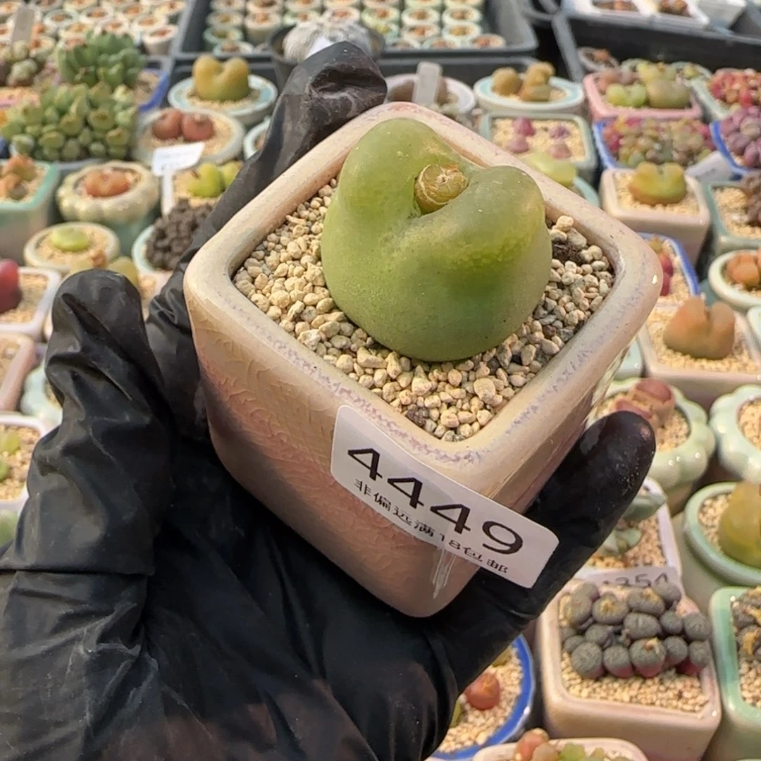 4449-一物一拍 带盆