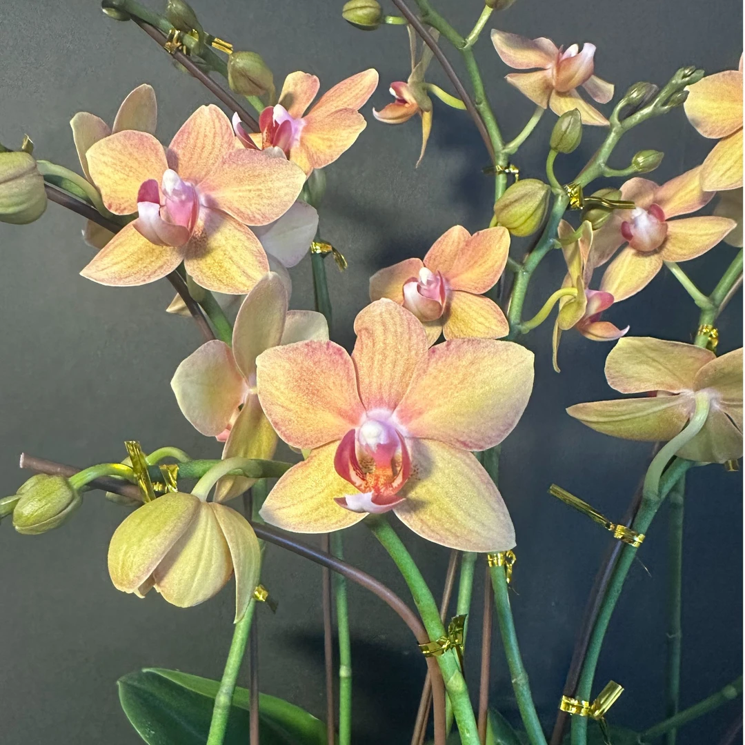 蝴蝶兰  小可爱（心想事橙）  花期长