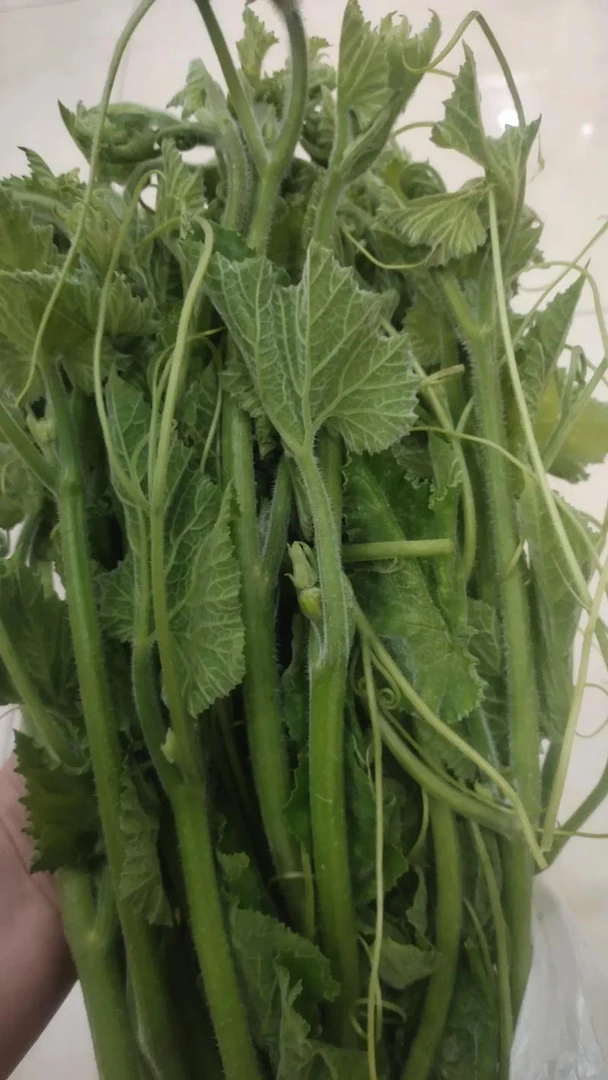 农家肥种植南瓜尖黄泥地南瓜尖农家蔬菜
