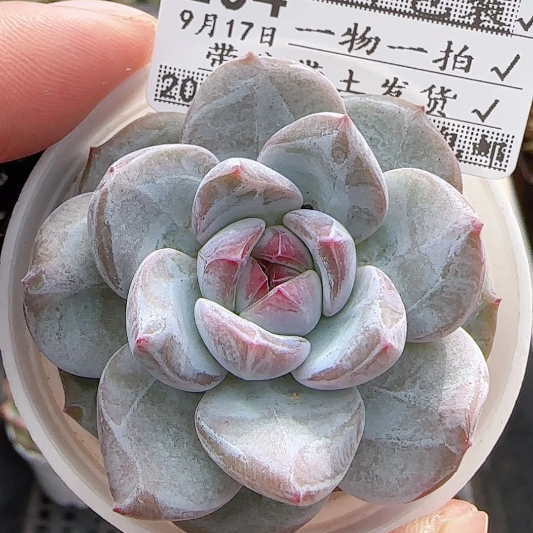 多肉0917--204石榴籽星影