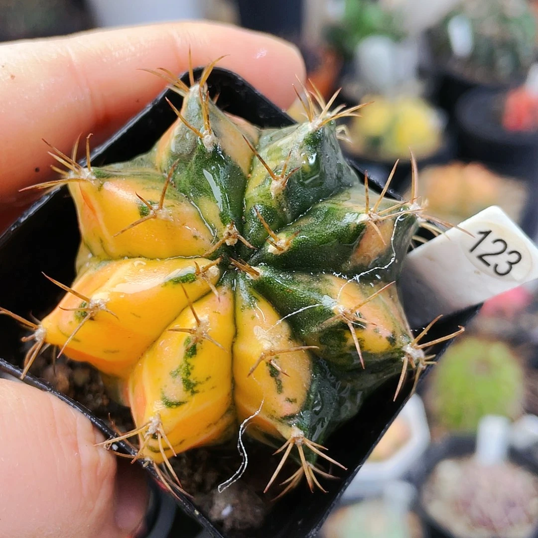 非偏远地区满25裸根发货仙人球