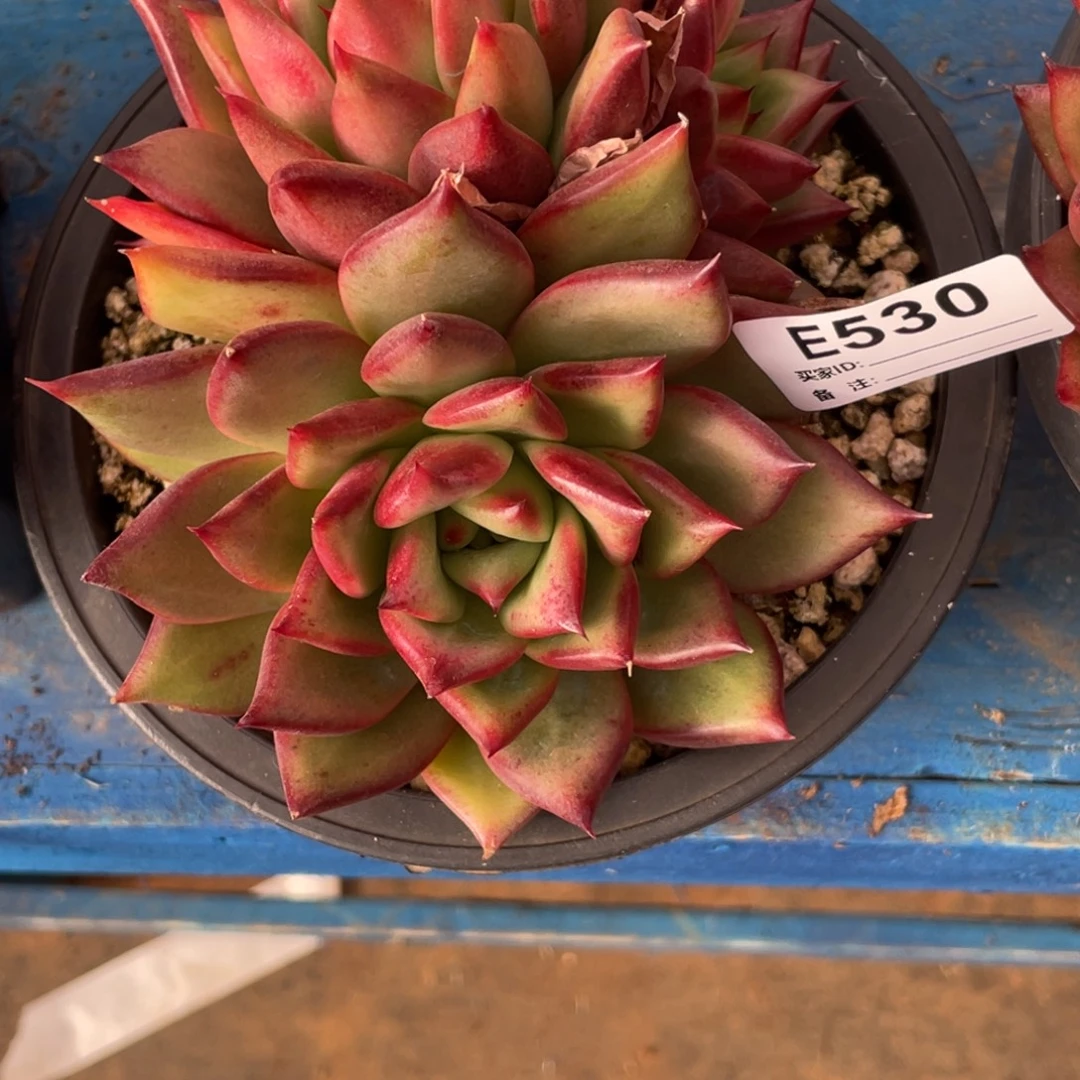 Y***y无花朵若如东云单拍E530