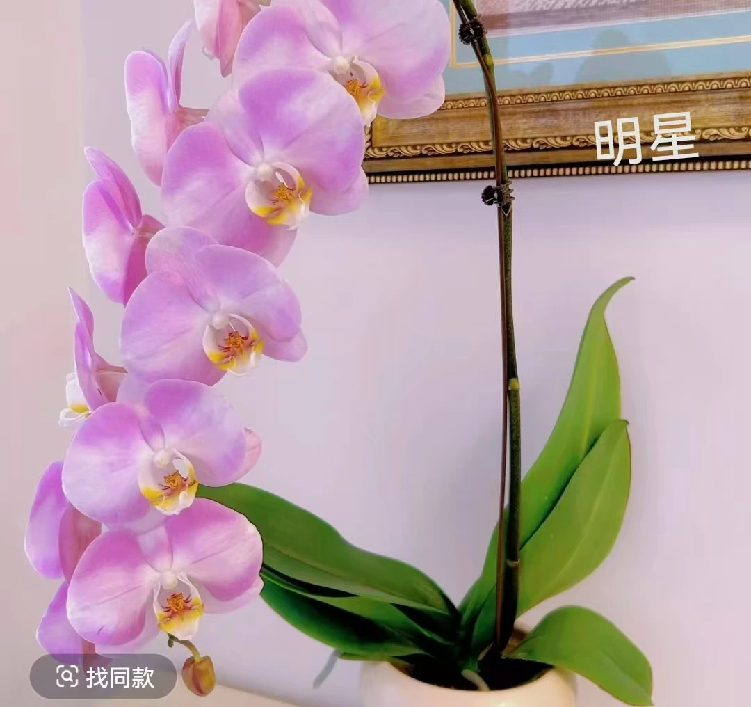 【明星带苞部分开花】5度以下另拍保温不拍保温冻伤不赔消包不售后