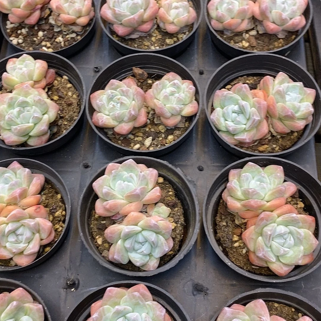 团。双头冰玉。福利多多