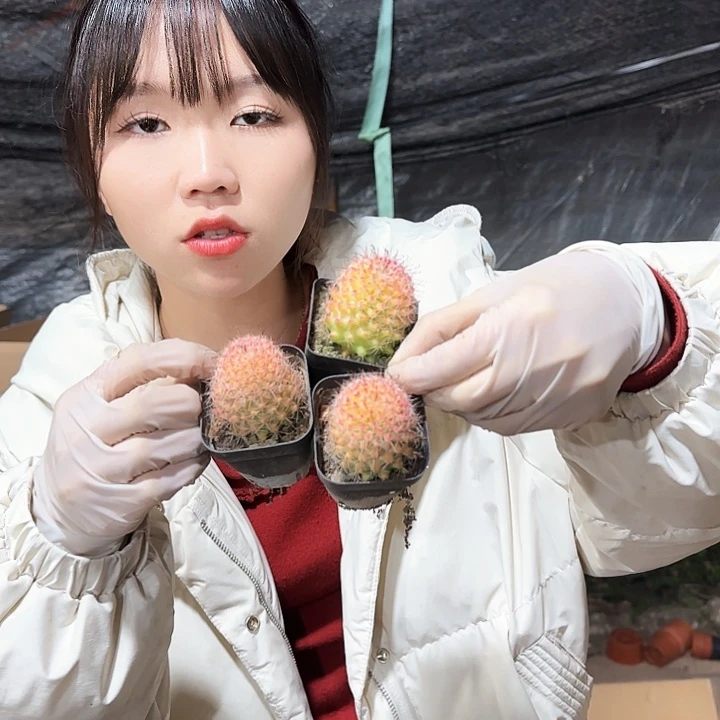 红娜丸小号三颗11111