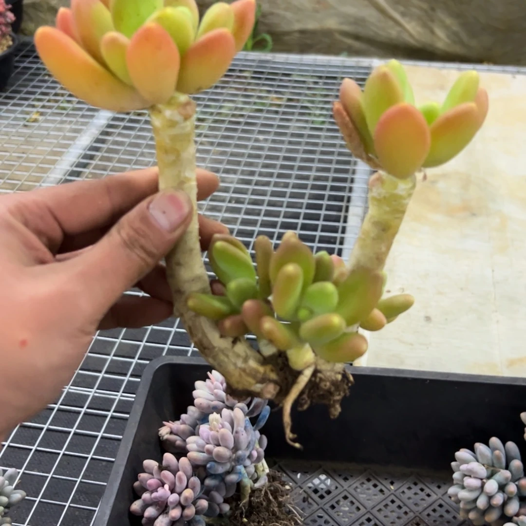金蟾48 零零多肉植物
