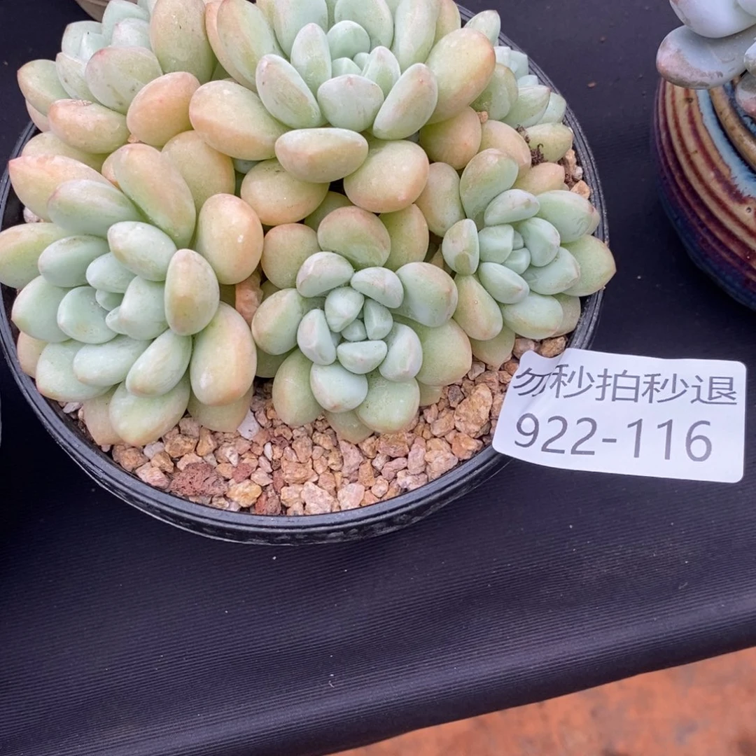秒退勿拍922-116泡泡糖