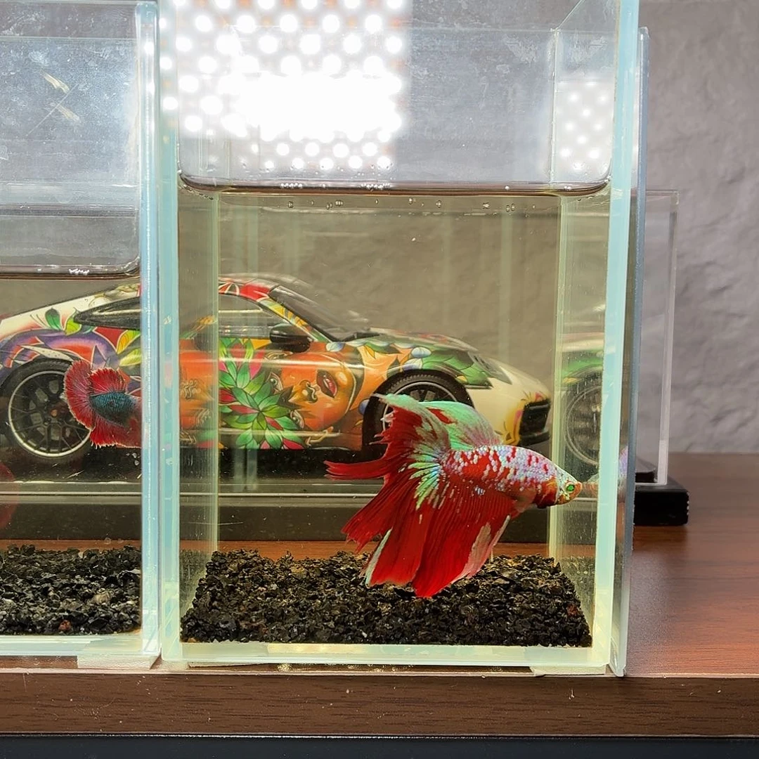 斗鱼彩金红魔半月