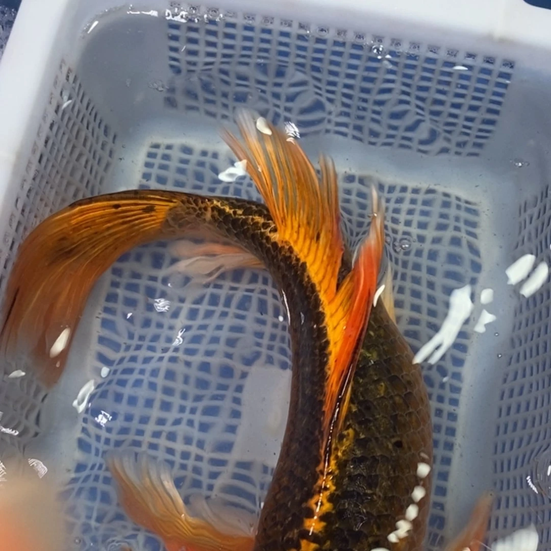 锦鲤冷水锦鲤包邮