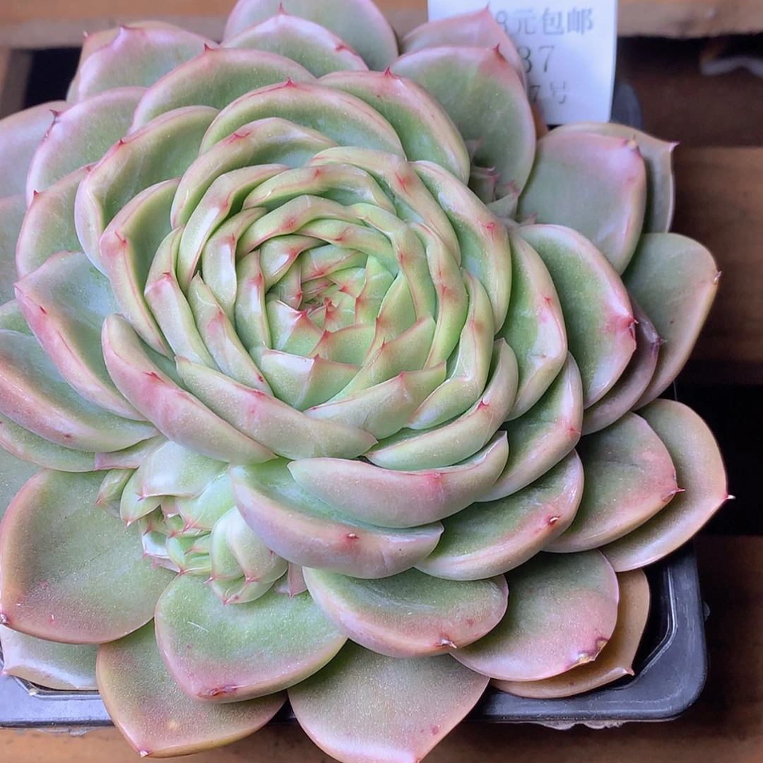 【闪购商品】‖****℡云437号