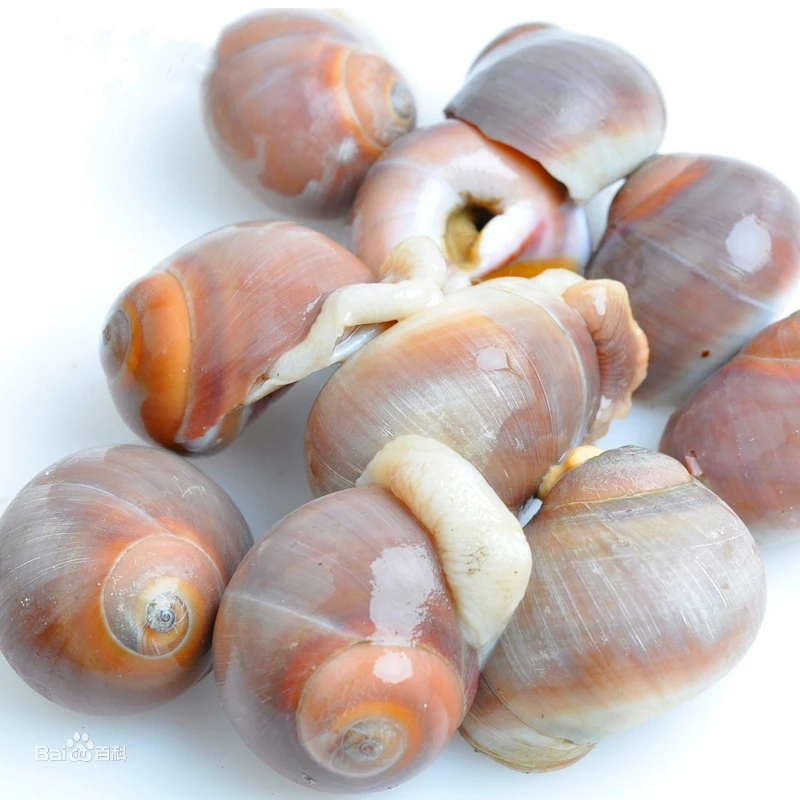 小个头香螺鲜活香螺500克